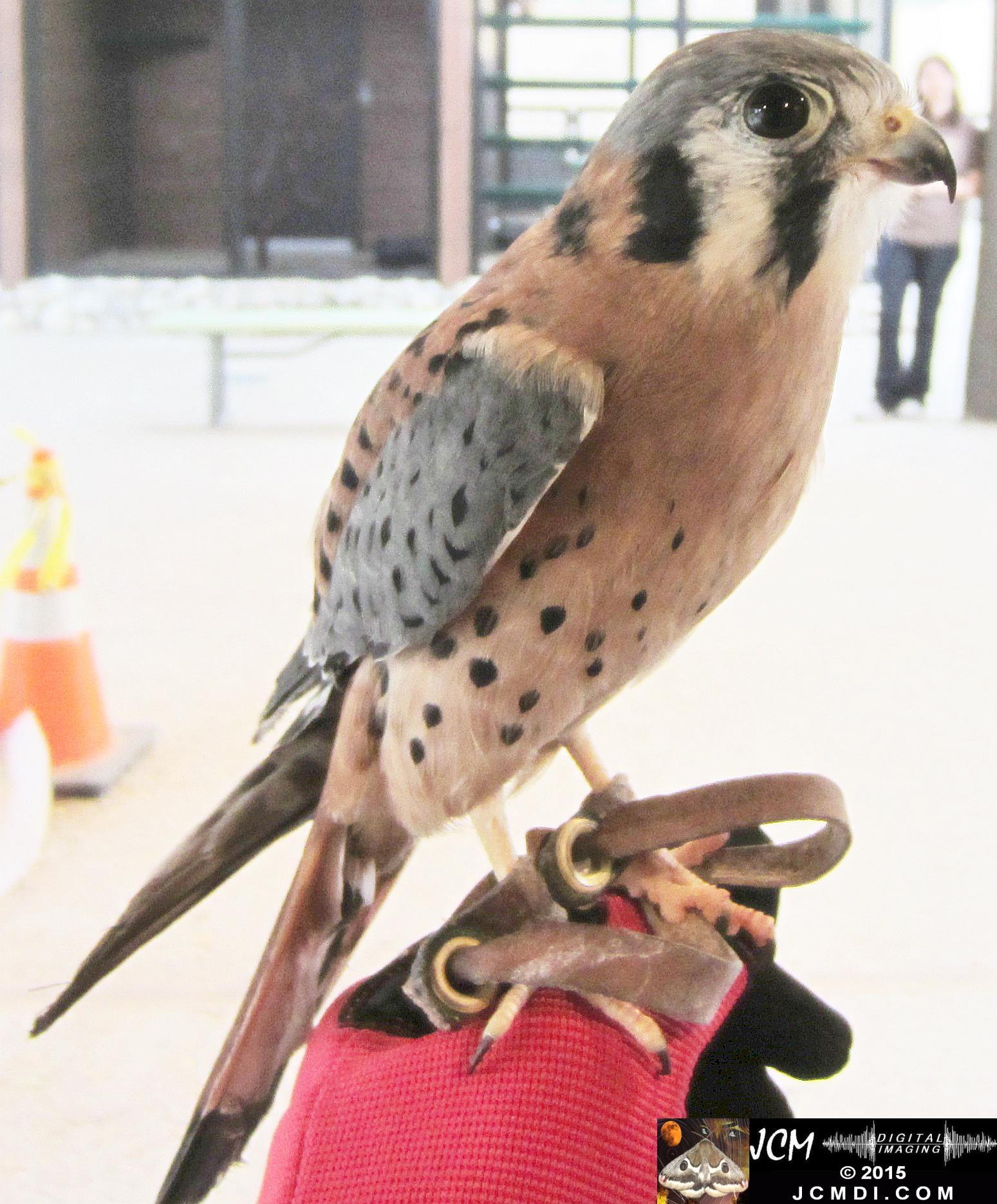 Kestrel at Placerita Nature Center